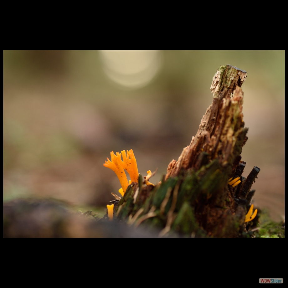 DSC_1263 a