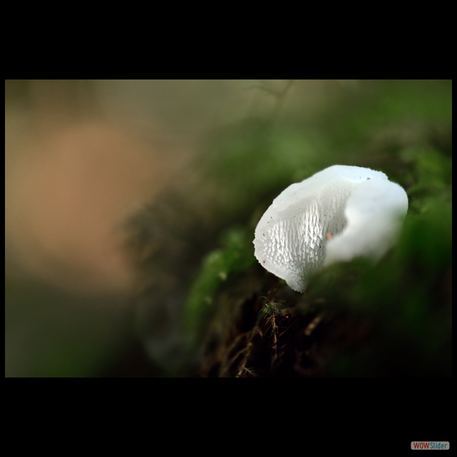 DSC_1363 a a