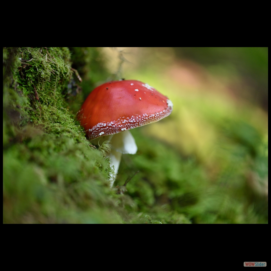 DSC_1369 a