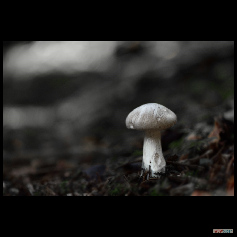 DSC_1371 a