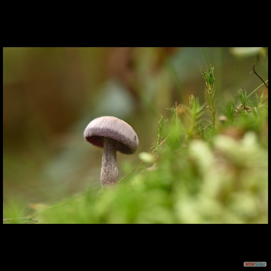 DSC_1590 a
