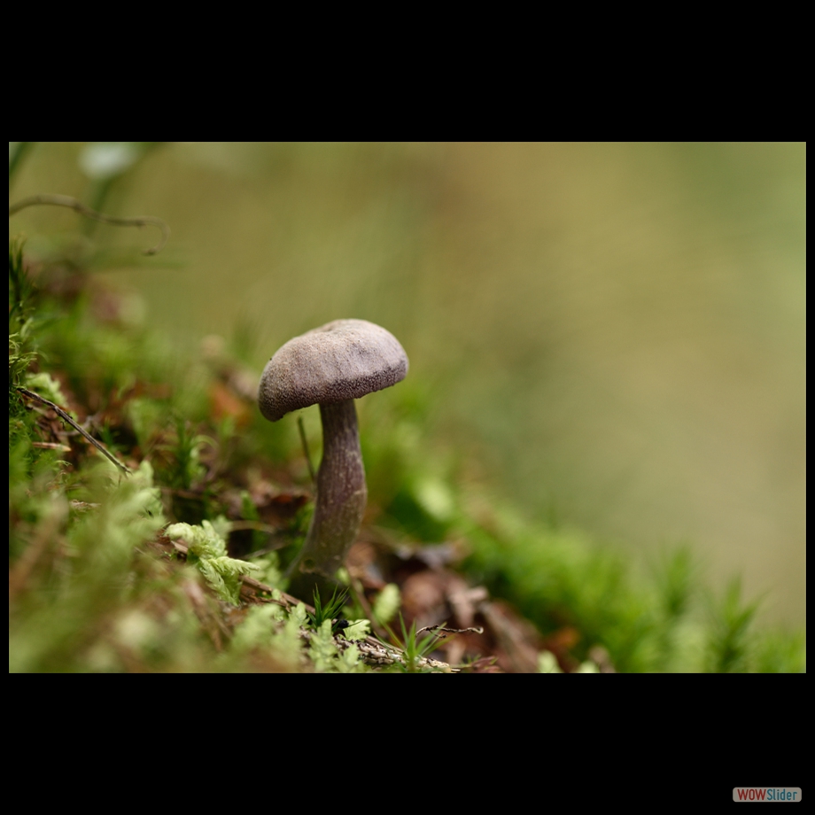 DSC_1592 a