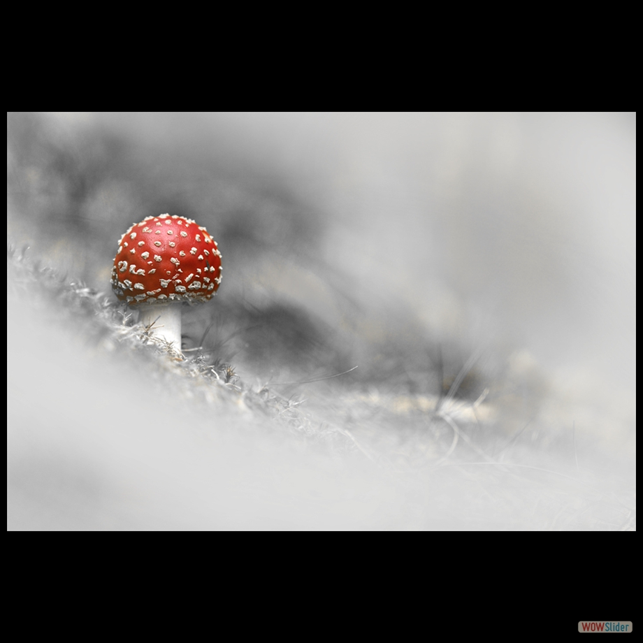 DSC_1599 a