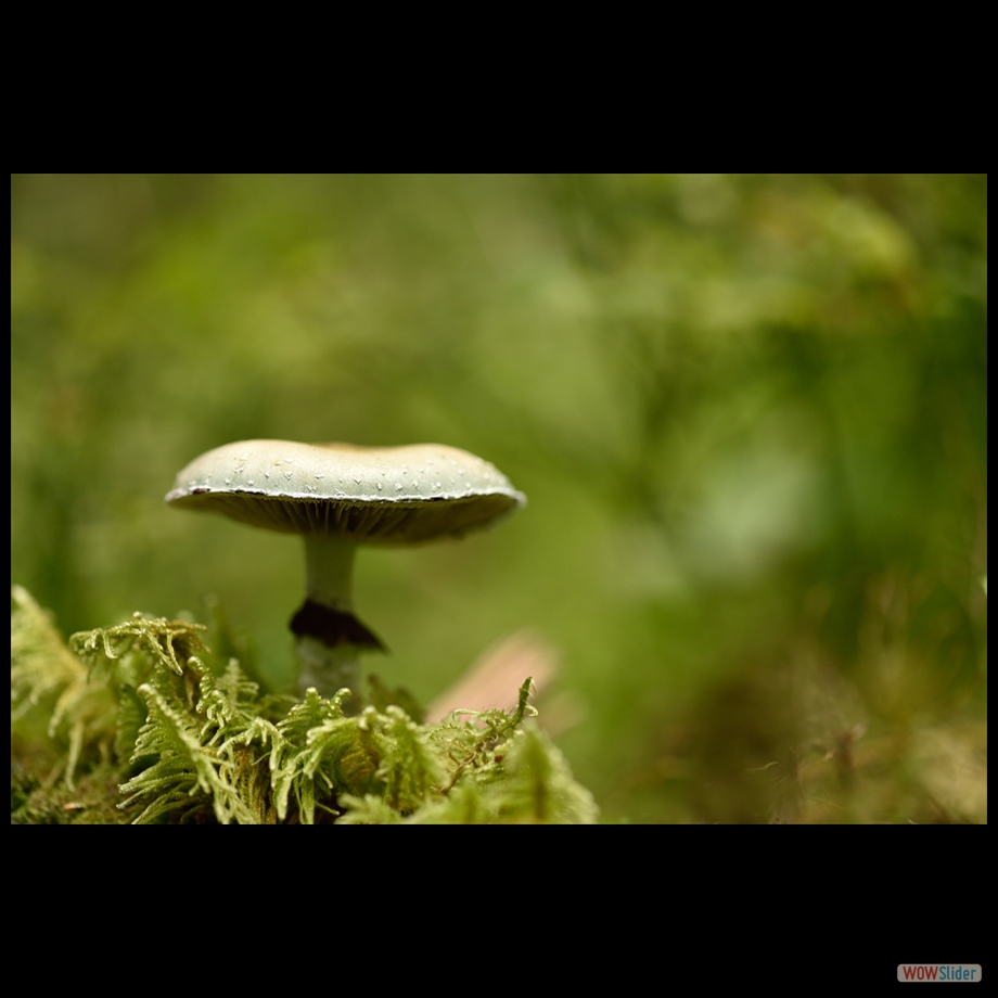 DSC_1601 a