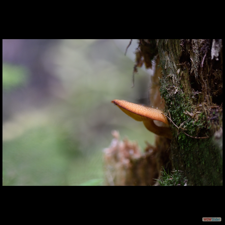 DSC_1607 a