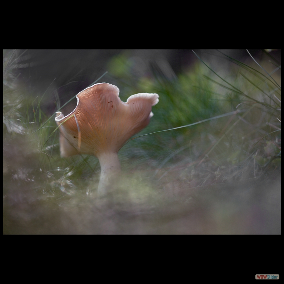 DSC_1610 a