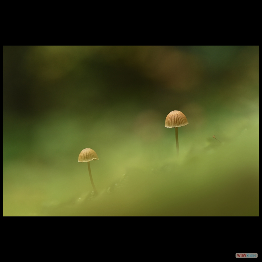 DSC_1647_01 a