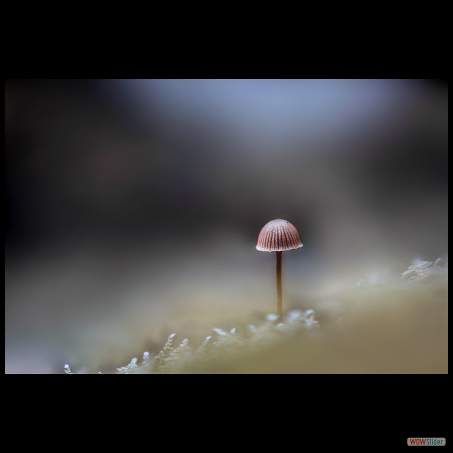 DSC_1649 a a b