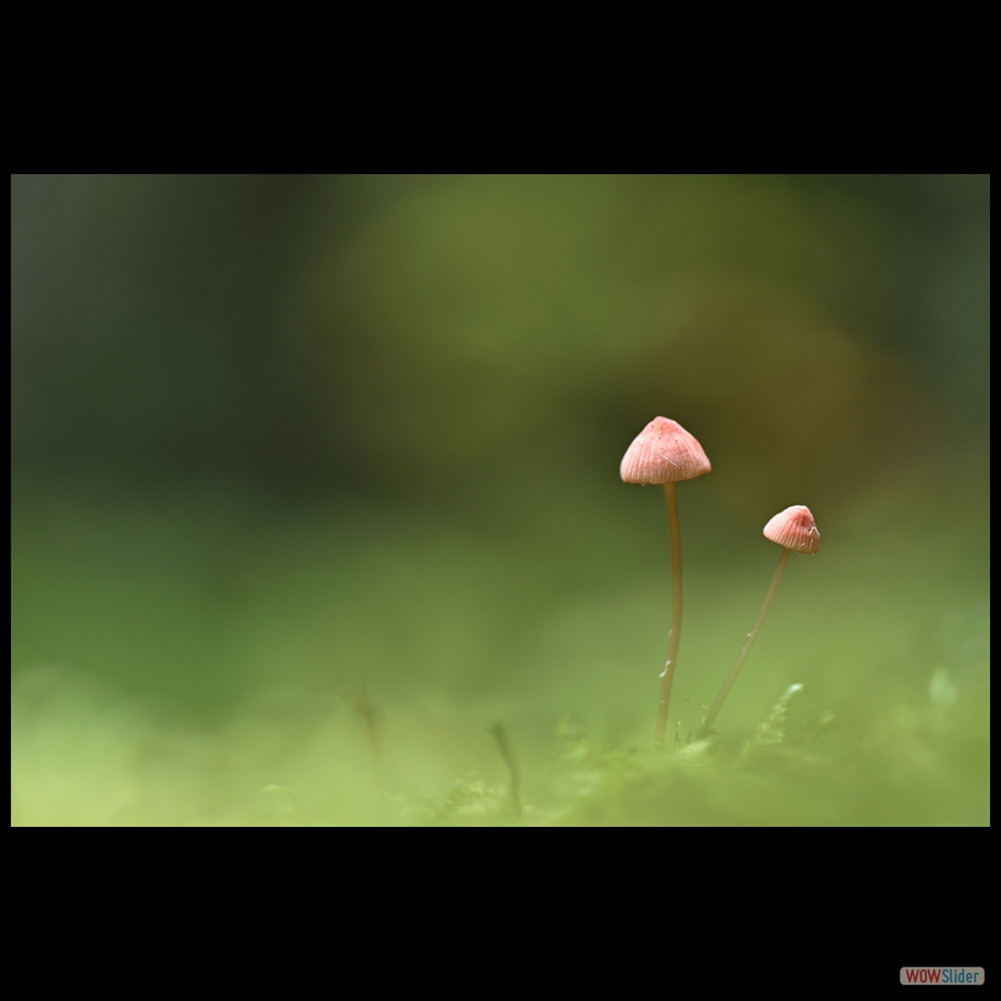 DSC_1650_01 a