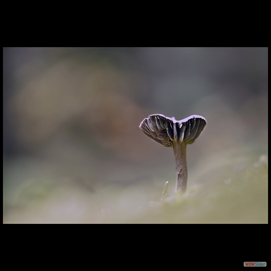 DSC_1651 a
