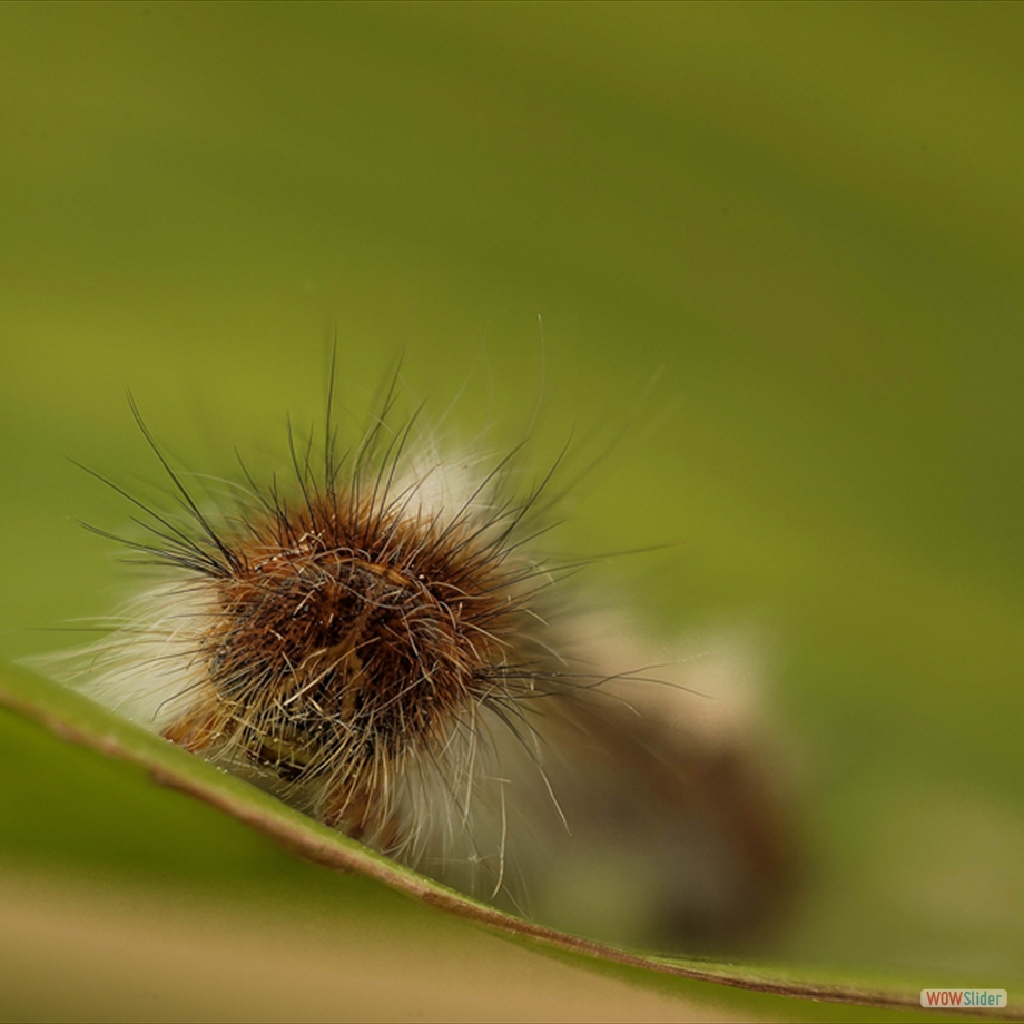 chenille 5