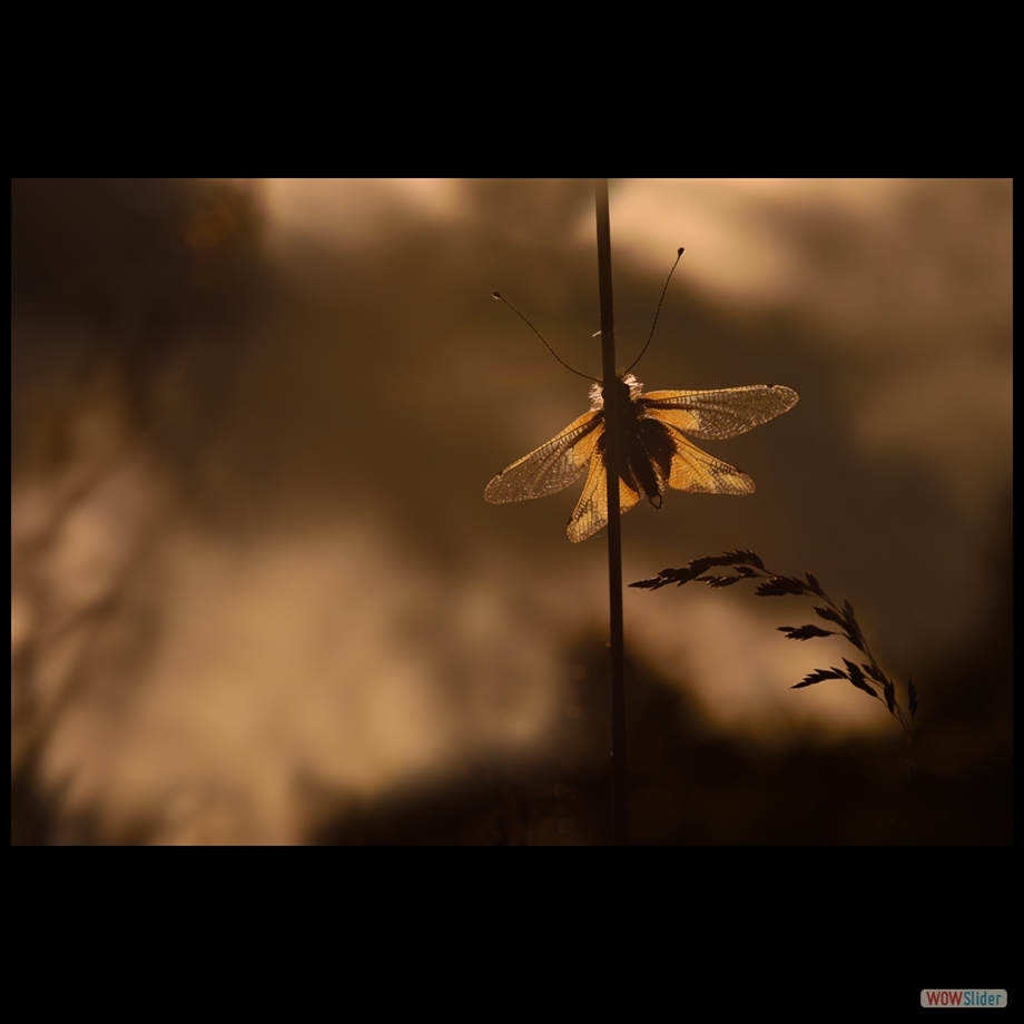 DSC_4304 a a