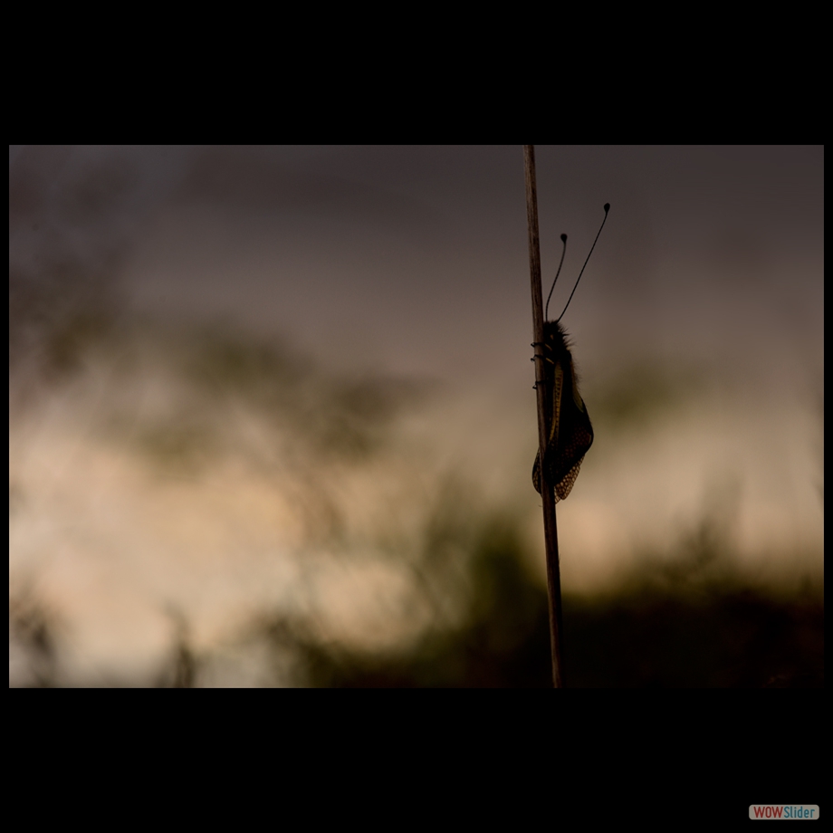 DSC_4335 b a