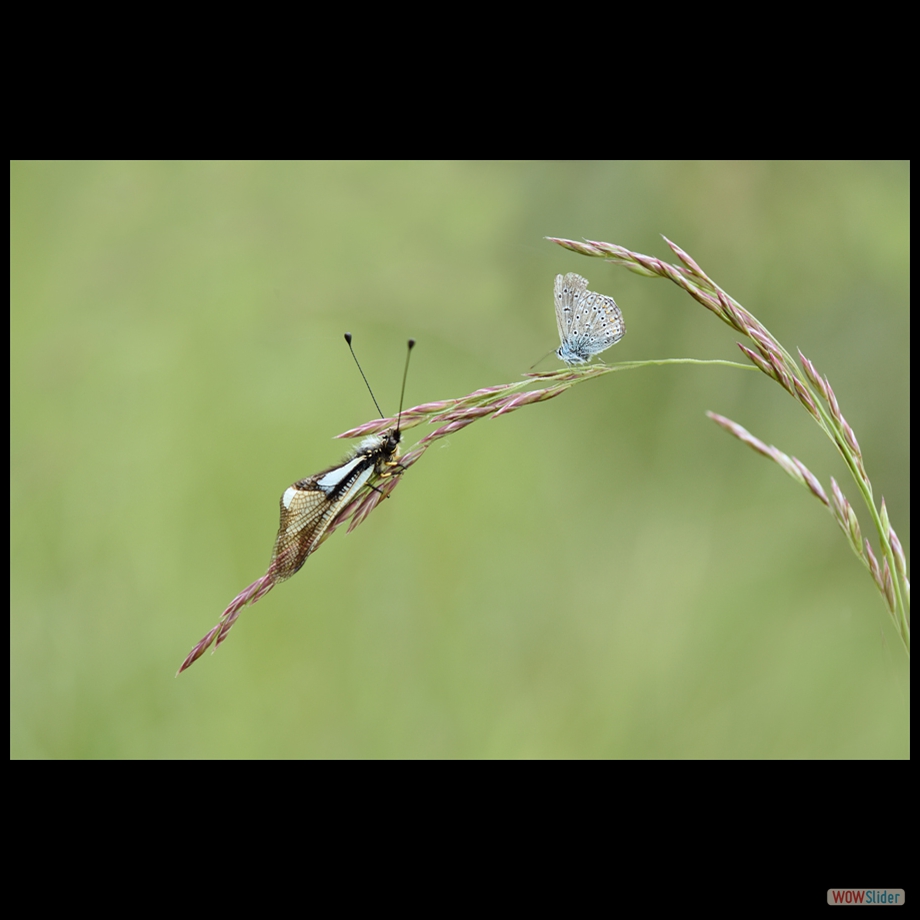 DSC_4607 a a