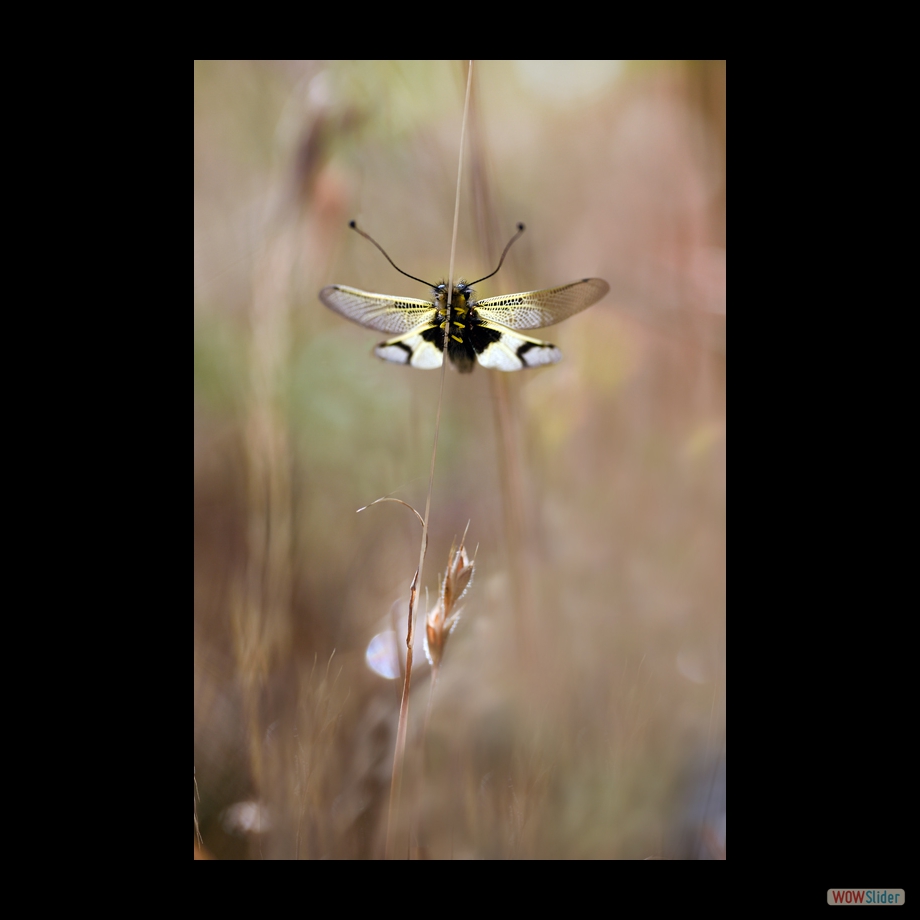 DSC_5927 a a