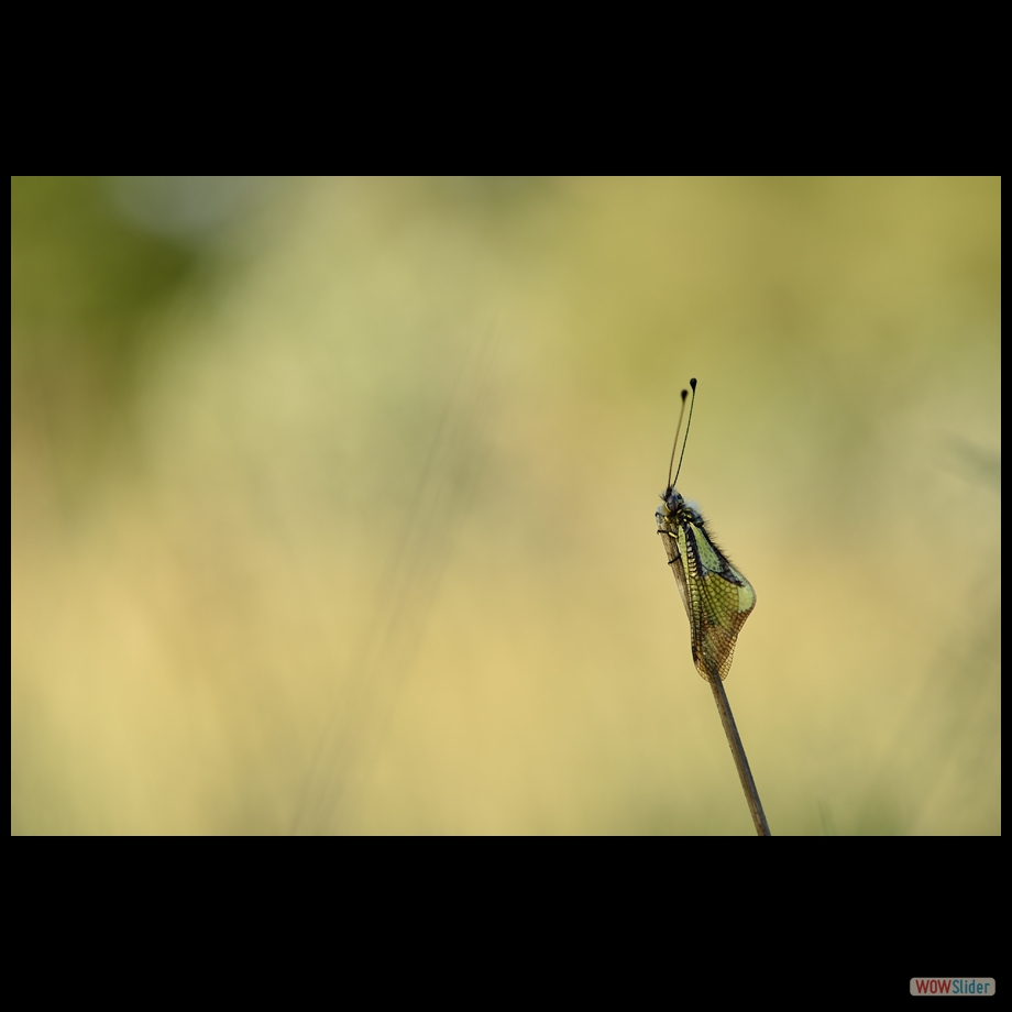 DSC_7649 a