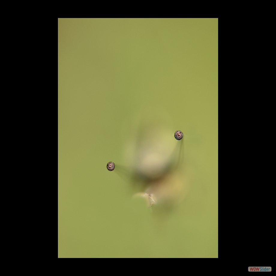 DSC_7704 a a