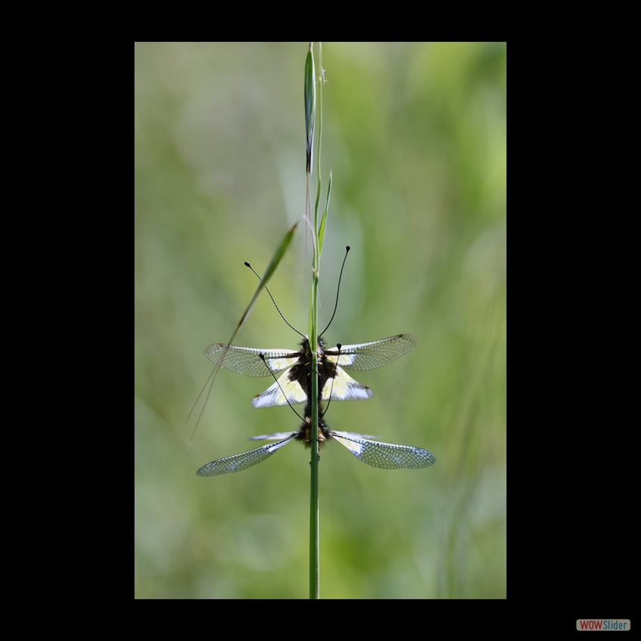 DSC_7754 a a
