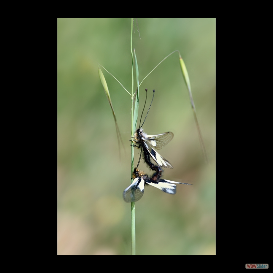 DSC_7760 a a r