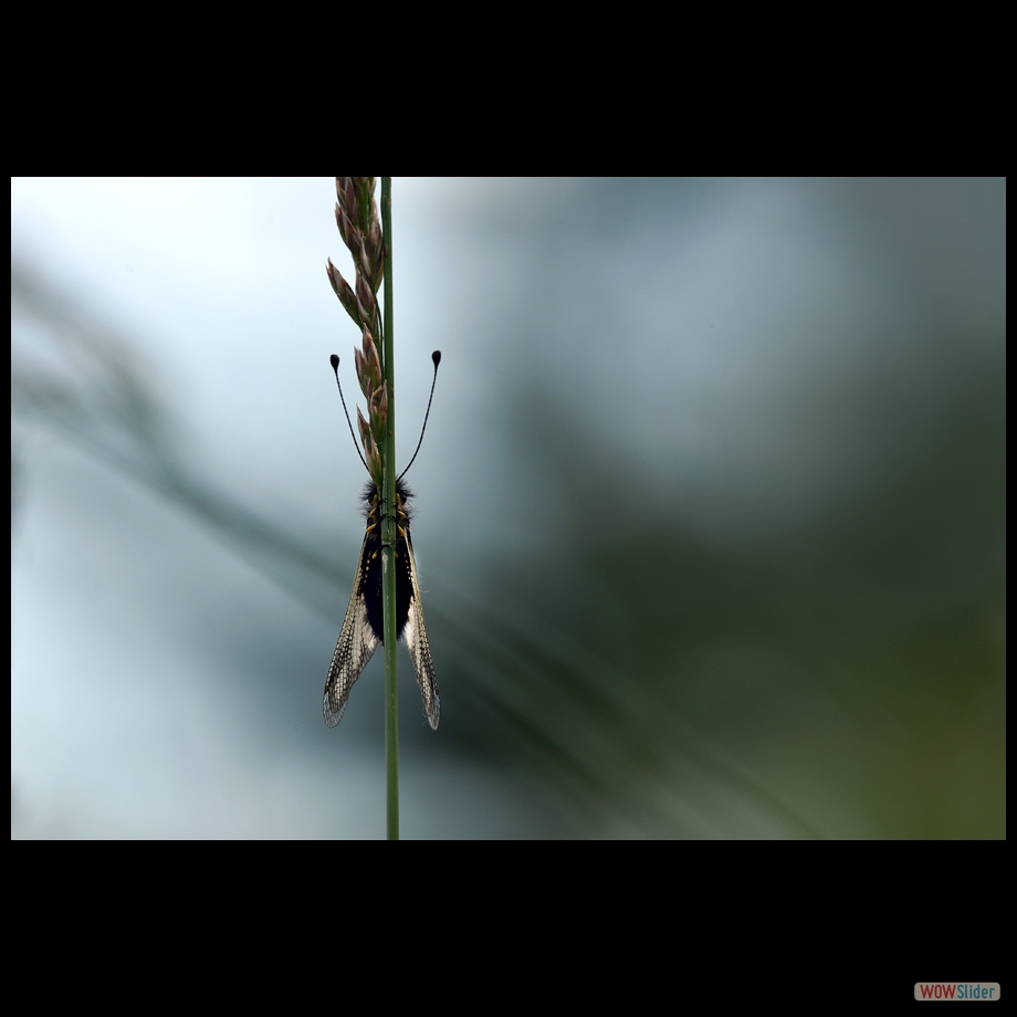 DSC_7885 a