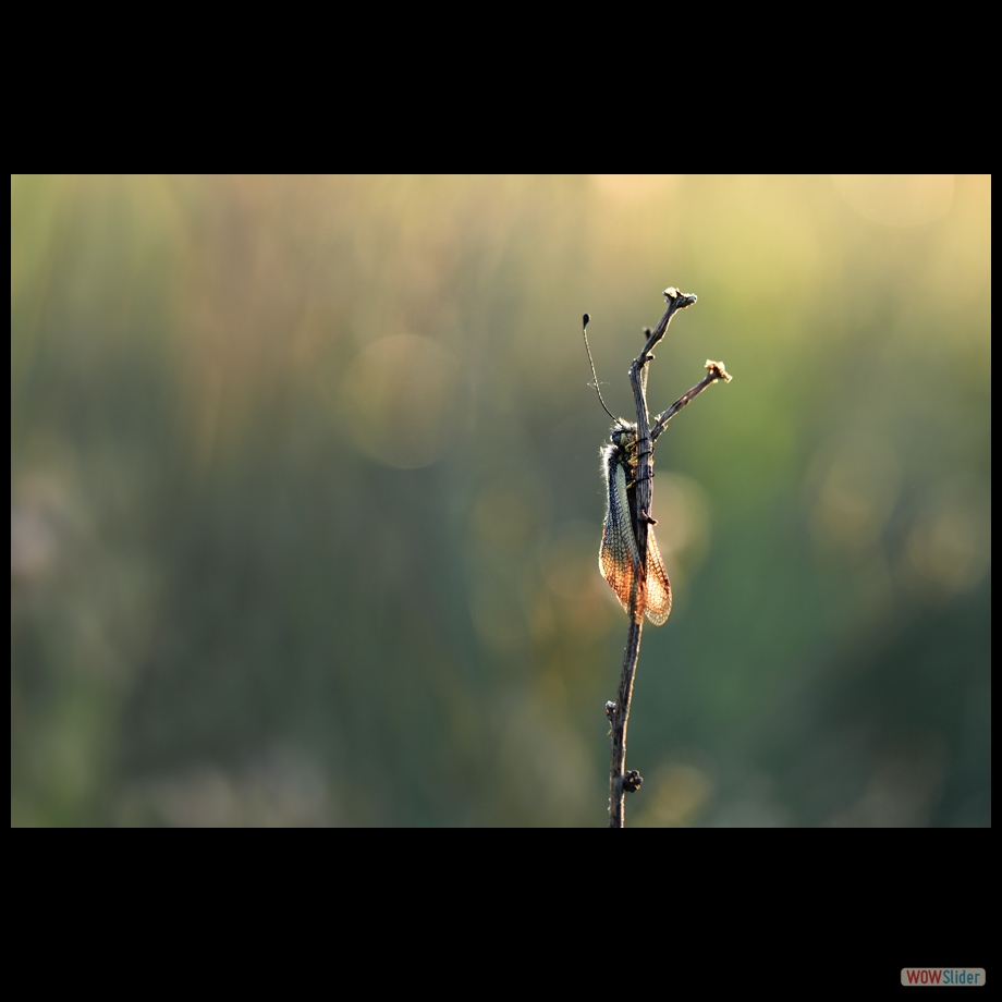 DSC_7912 a