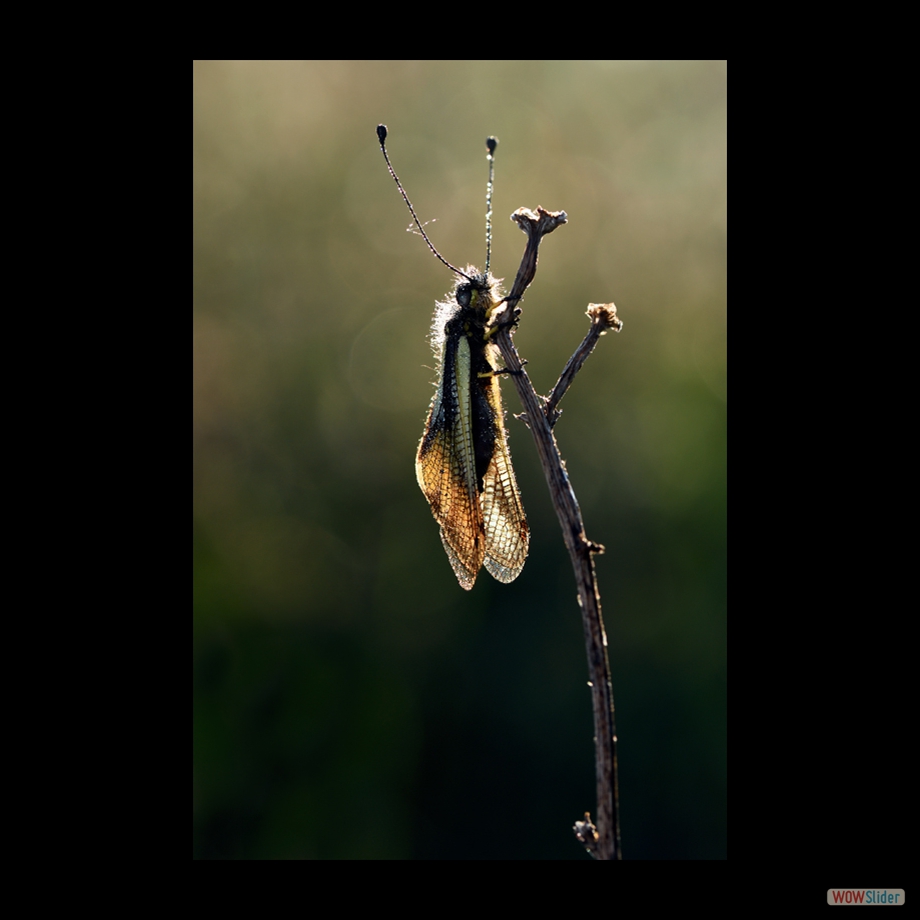 DSC_7943 a a