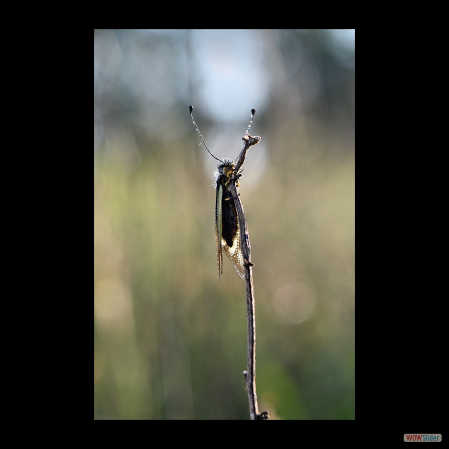 DSC_7945 a