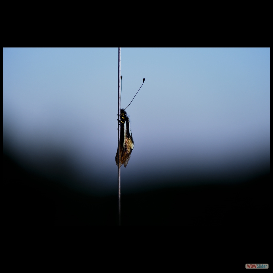DSC_8000 a