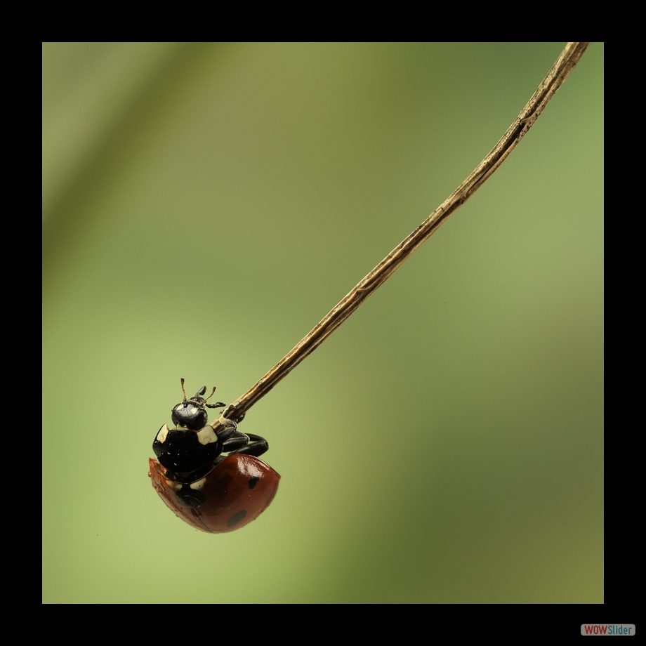 Job_0257 a