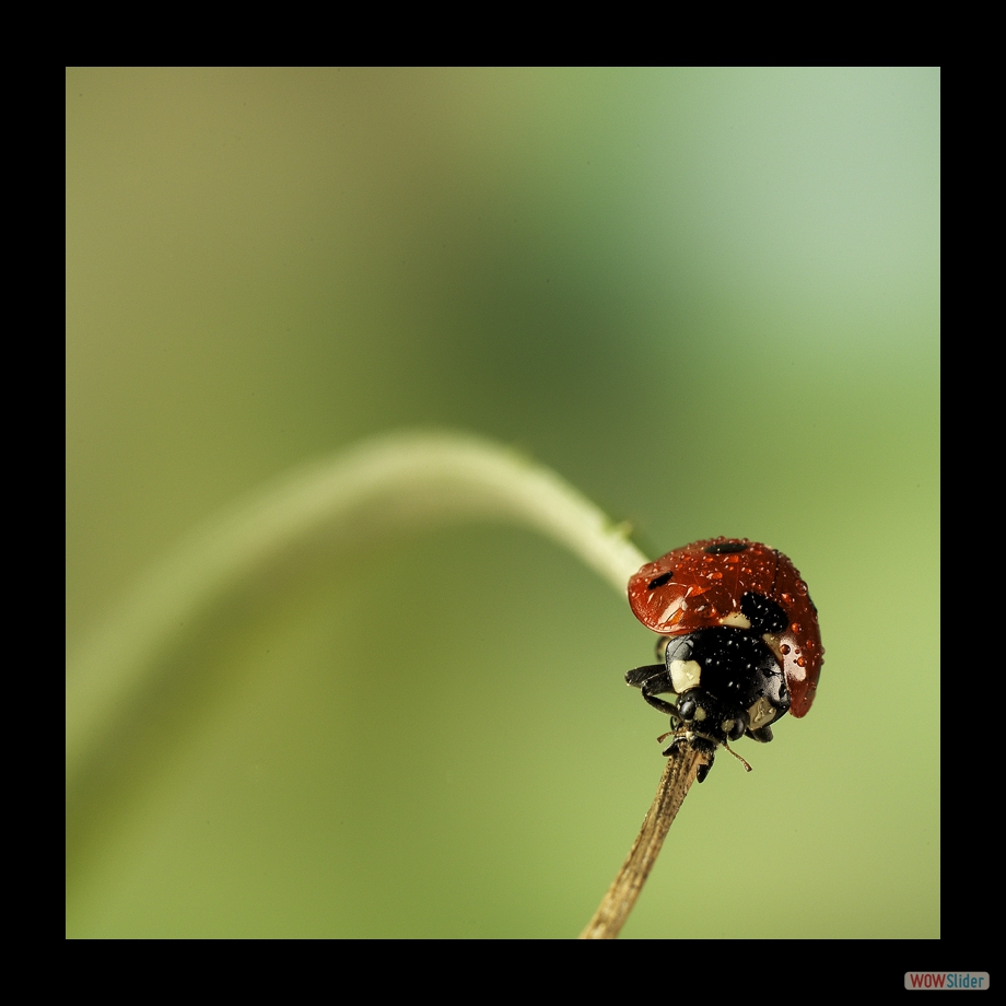 Job_0261 a
