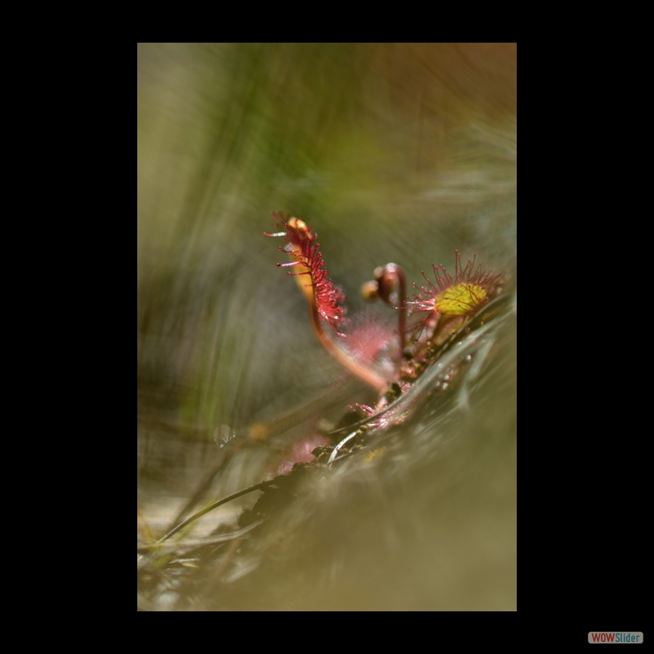 DSC_0396 a a b