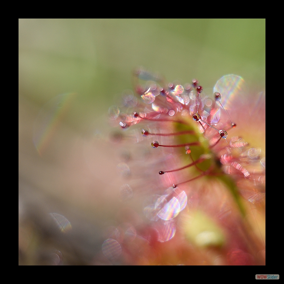 DSC_8699 a