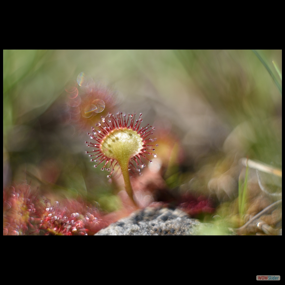 DSC_8719 a