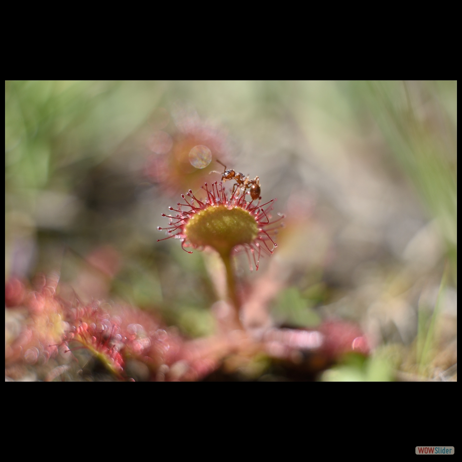 DSC_8727 a a