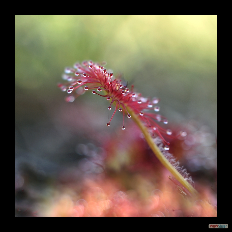 DSC_9010 a