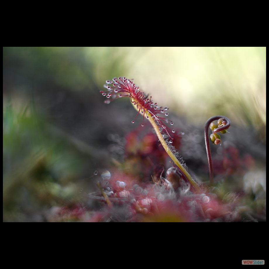 DSC_9012 a