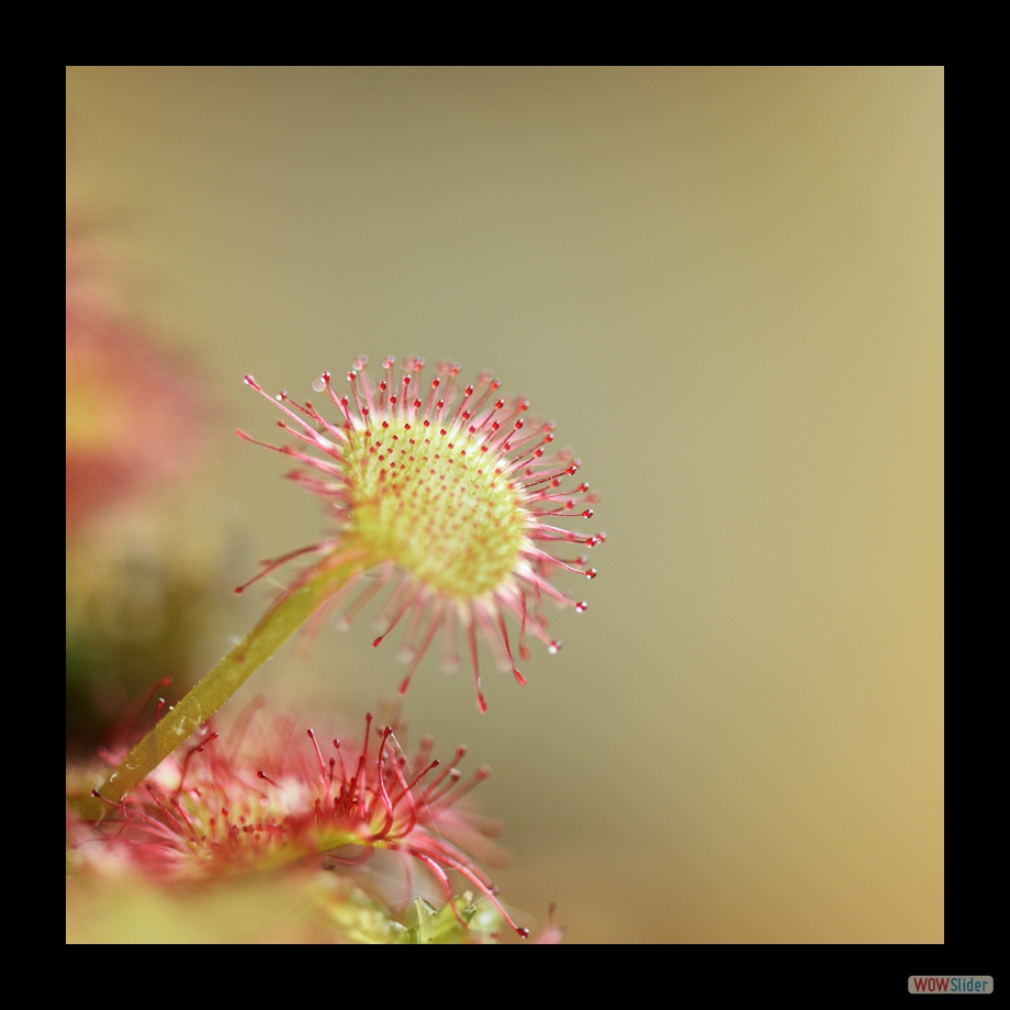 DSC_9274 a a