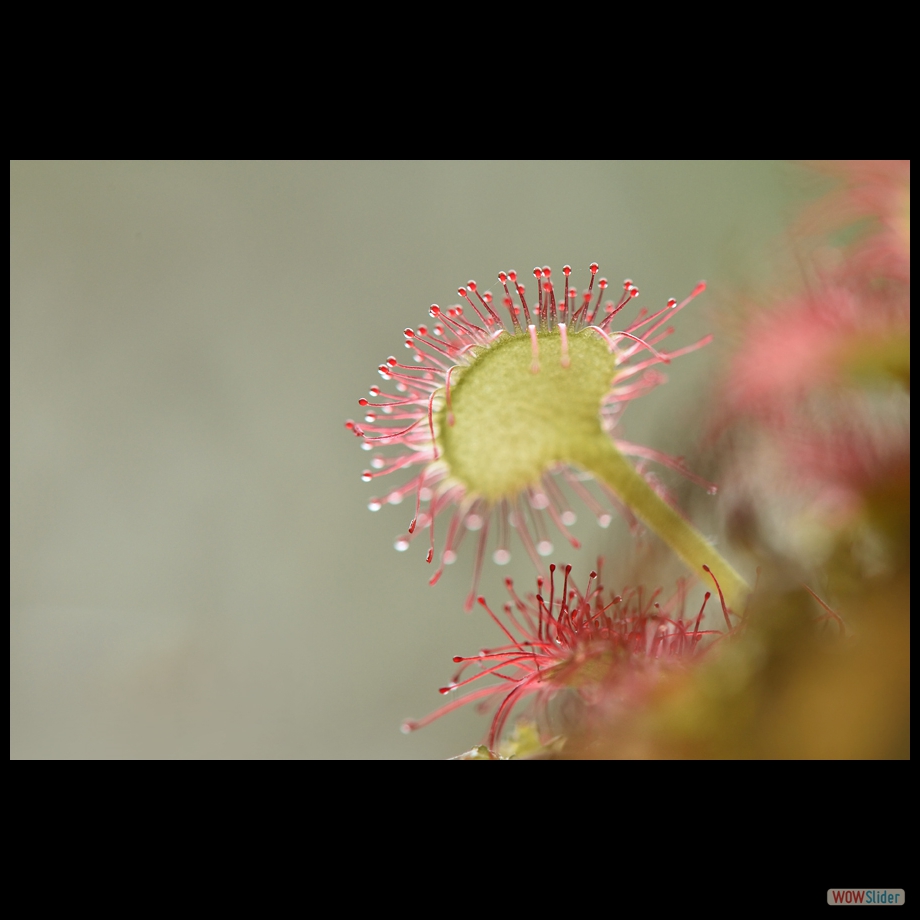 DSC_9280 a a