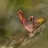 DSC_0396 a a b