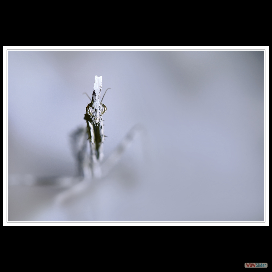 DSC_1568 a a b
