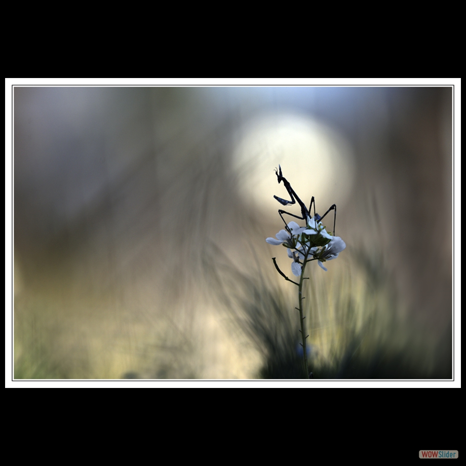 DSC_2474 a a