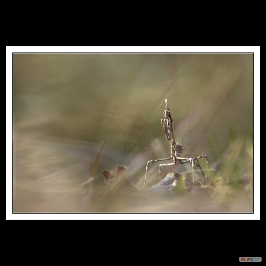 DSC_2581 b a a