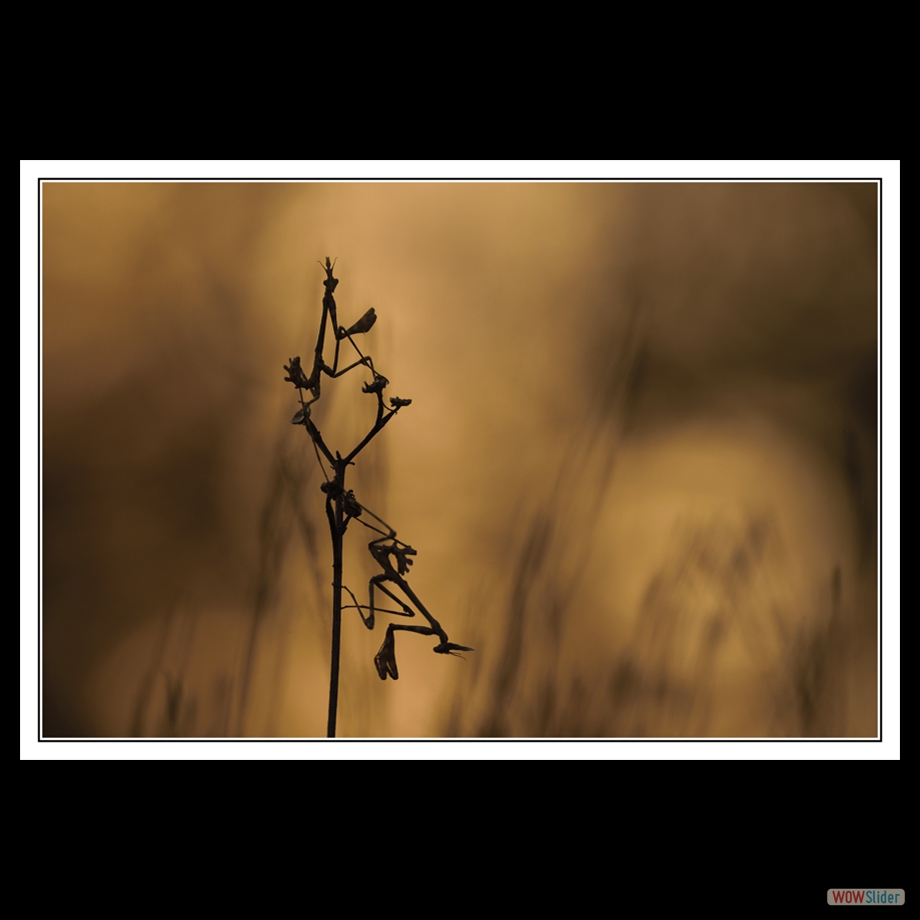 DSC_2897 r a