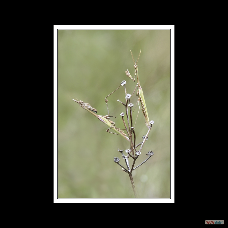 DSC_4496 a a b