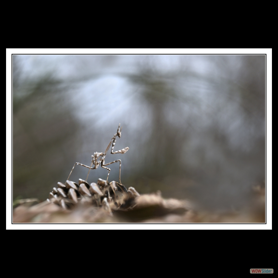 DSC_5962 a a
