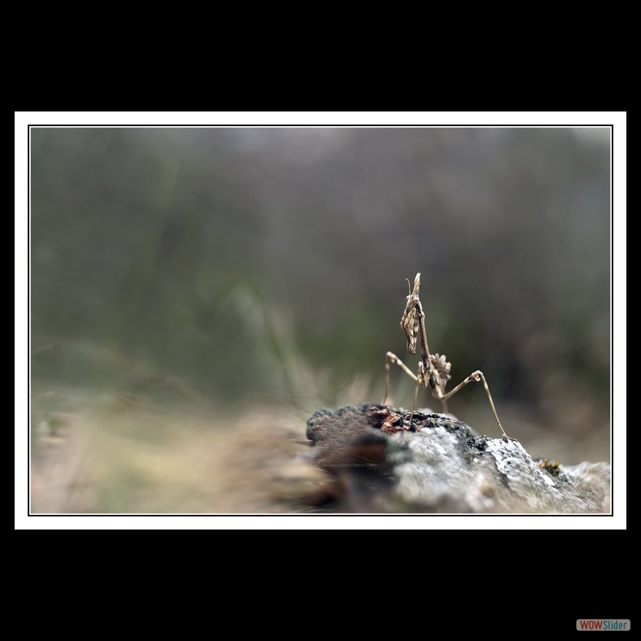 DSC_6329 a a