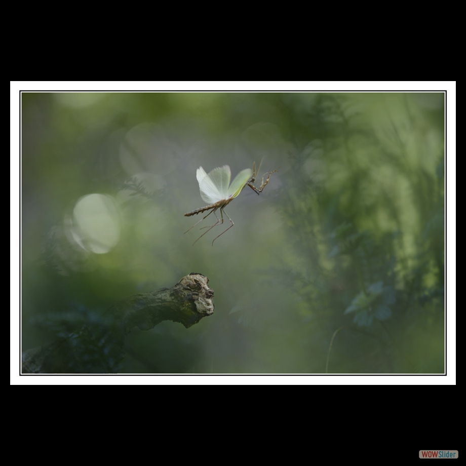 DSC_8086 a