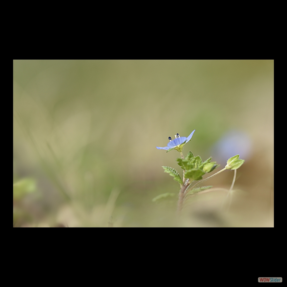 _DSC5318 a