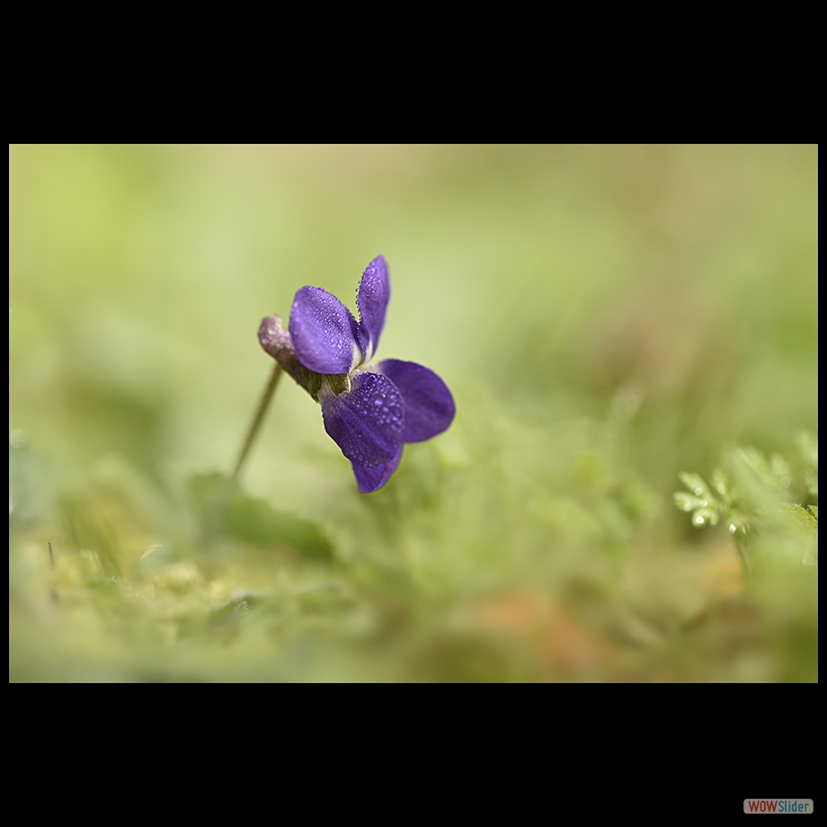 _DSC5379 a a b