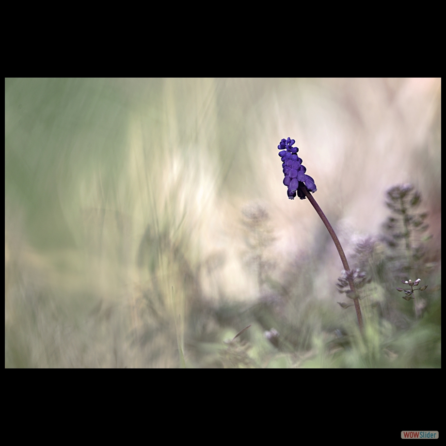 _DSC6037 a